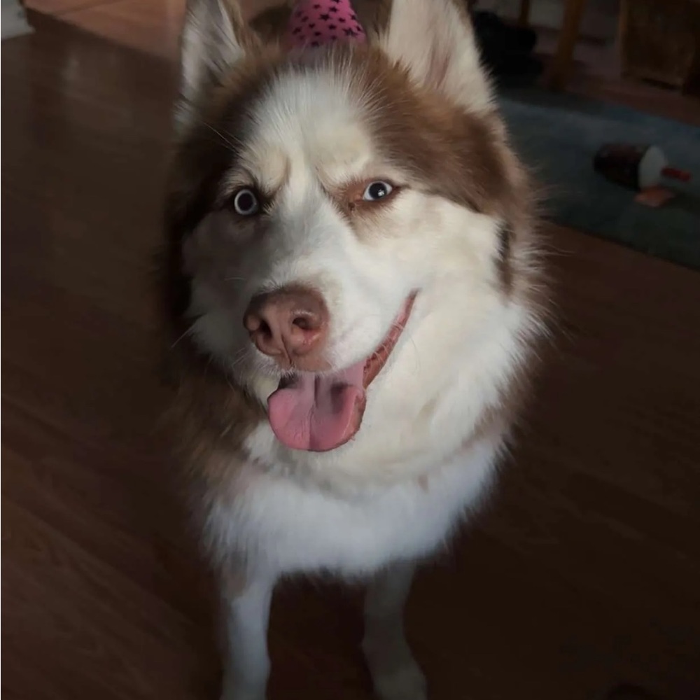 Husky “Glitter” Free with purchase